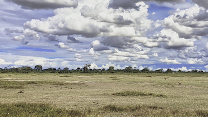 Il Coccomiao Le Origini + Il coccomiao va a Vinci + 2 calamite + 2 STICKERS in OMAGGIO